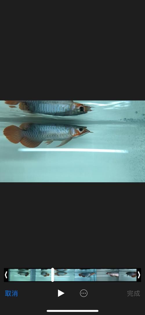 頂級紅龍魚品牌有哪些，頂級紅龍魚品牌
