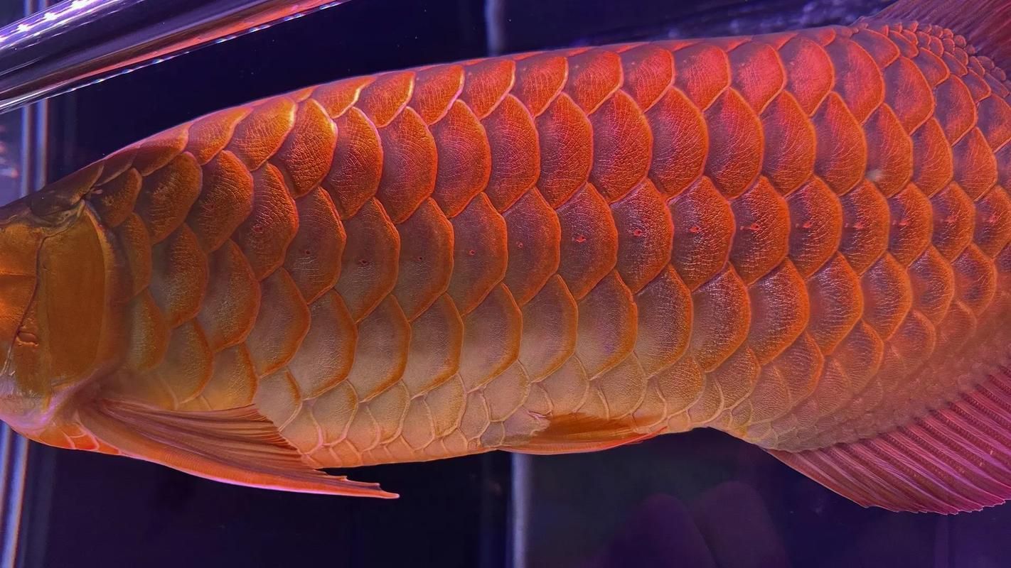 頂級紅龍魚品牌有哪些，頂級紅龍魚品牌