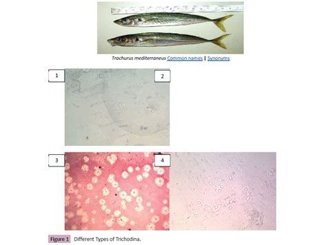 鲅魚肚子里成團白線寄生蟲，鲅魚肚子里為什么會出現一團白線寄生蟲？