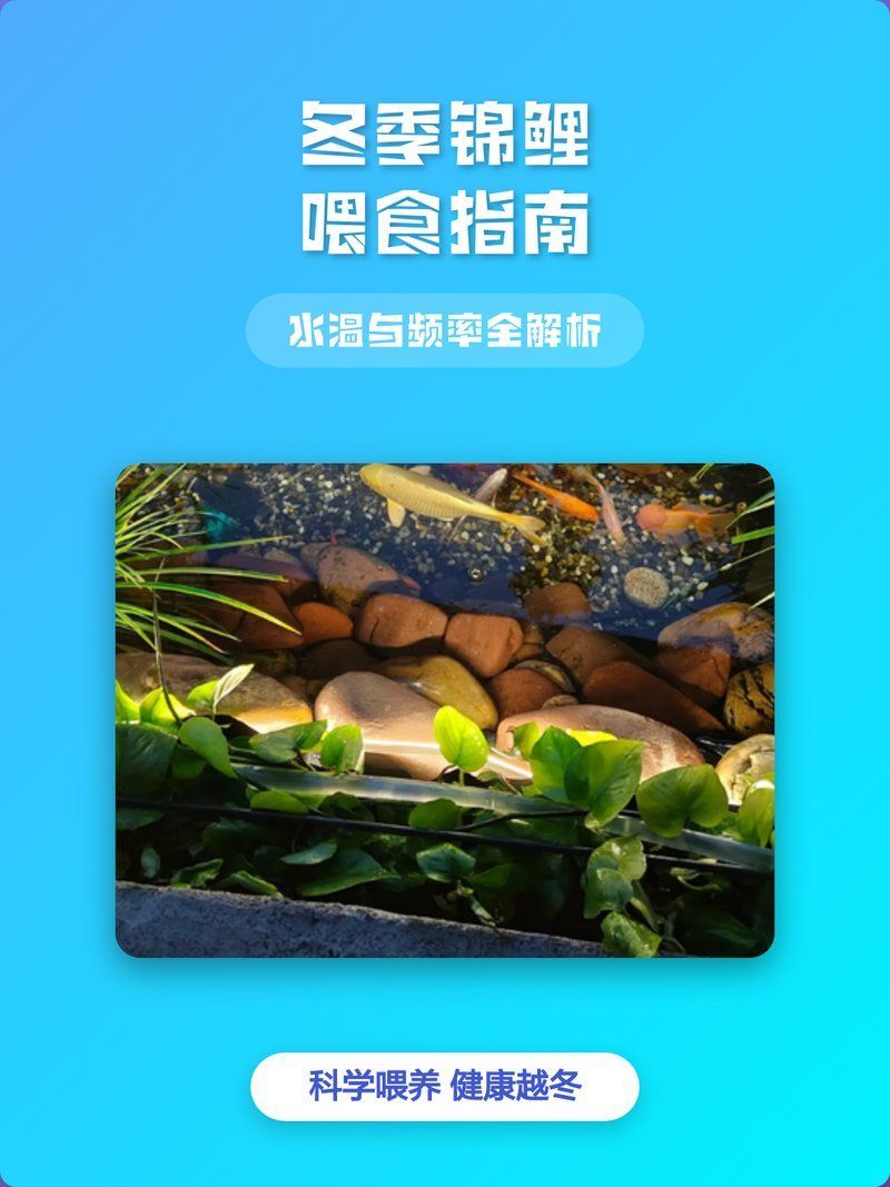 錦鯉養殖有哪些注意事項，錦鯉養殖有哪些注意事項,錦鯉養殖注意事項