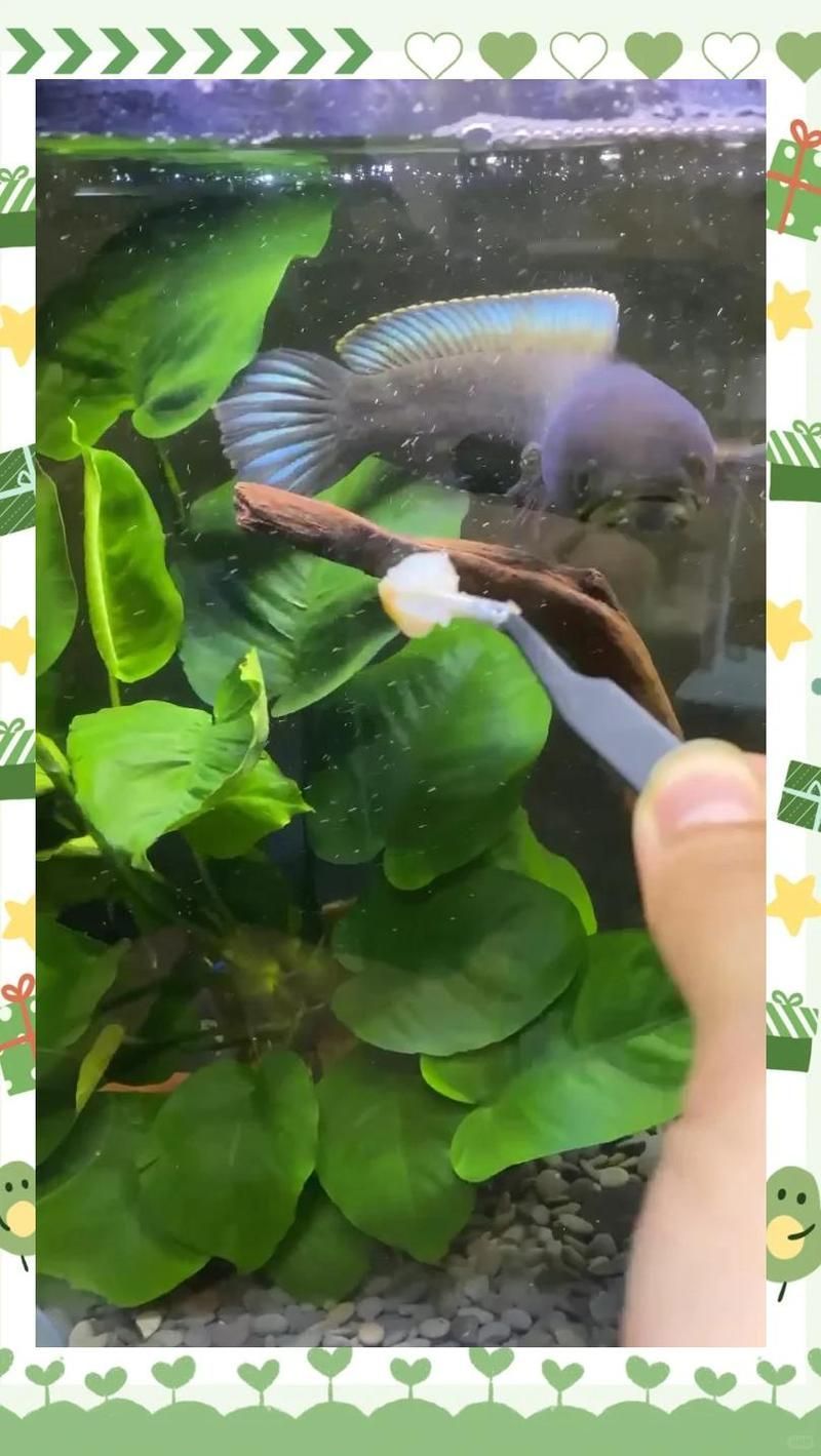 病愈后的龍魚應該如何護理？，arxiv論文助手arxiv論文助手arxiv論文助手