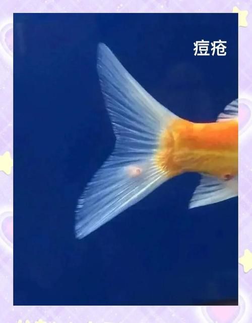 金魚傷口感染后如何治療，金魚傷口感染后如何治療金魚傷口感染后的治療方法