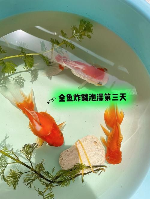 金魚傷口感染后如何治療，金魚傷口感染后如何治療金魚傷口感染后的治療方法