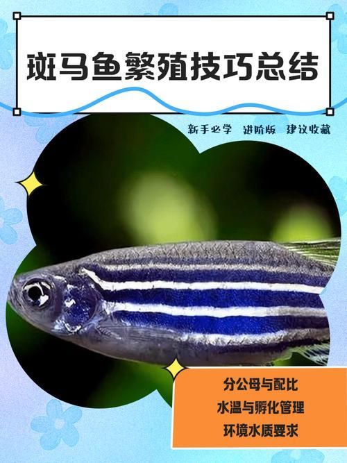 如何調整斑馬魚公母比例，如何調整斑馬魚公母比例調整斑馬魚公母–