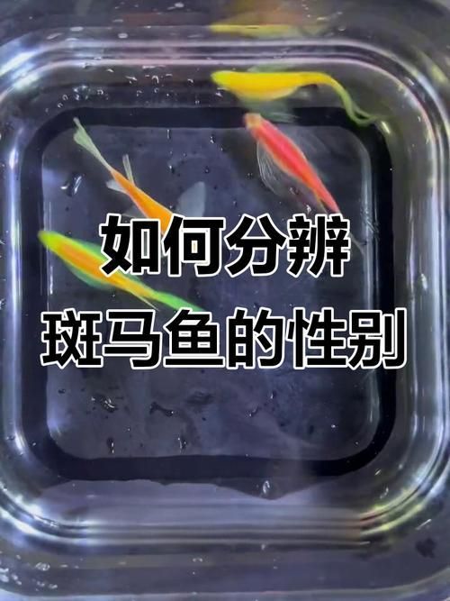 如何調整斑馬魚公母比例，如何調整斑馬魚公母比例調整斑馬魚公母–