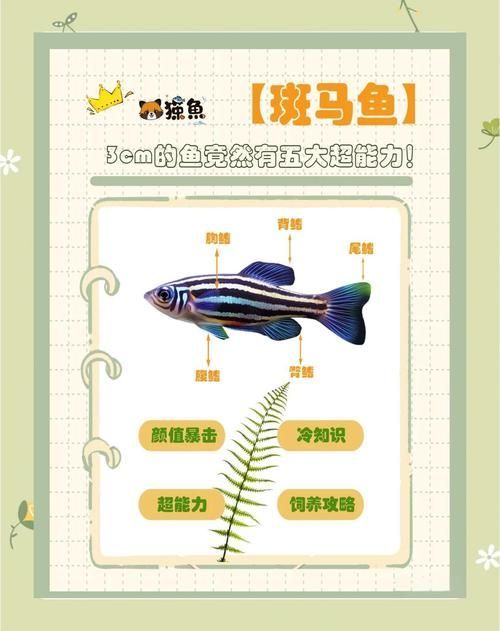 如何調整斑馬魚公母比例，如何調整斑馬魚公母比例調整斑馬魚公母–