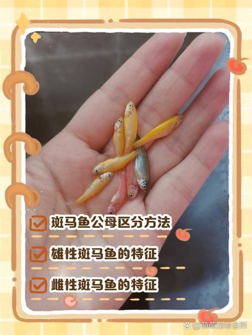 如何調整斑馬魚公母比例，如何調整斑馬魚公母比例調整斑馬魚公母–