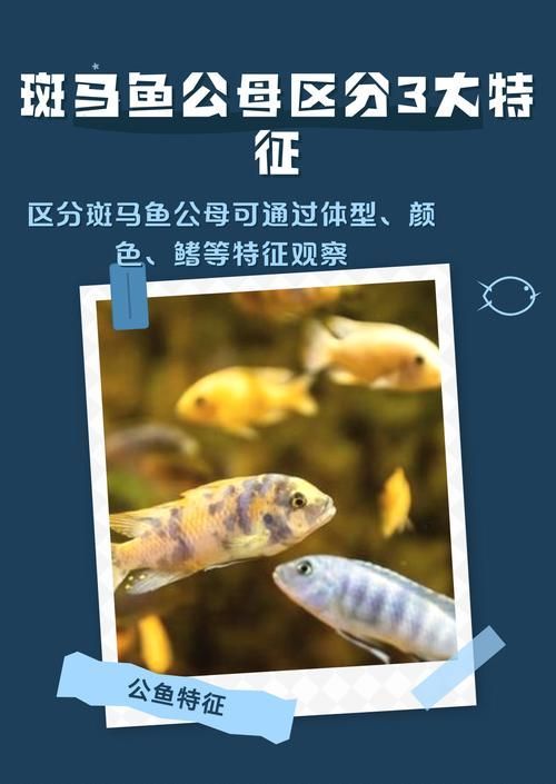 如何調整斑馬魚公母比例，如何調整斑馬魚公母比例調整斑馬魚公母–
