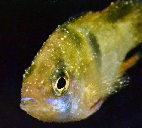 有哪些魚藥可以治療龍魚眼睛白膜？，治療龍魚眼睛白膜的核心原則是“治病先治水”的核心原則