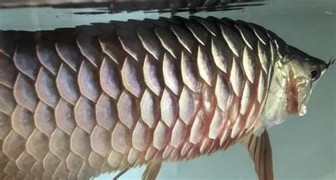 龍魚黑鱗最簡單三個方法，如何處理龍魚黑鱗問題