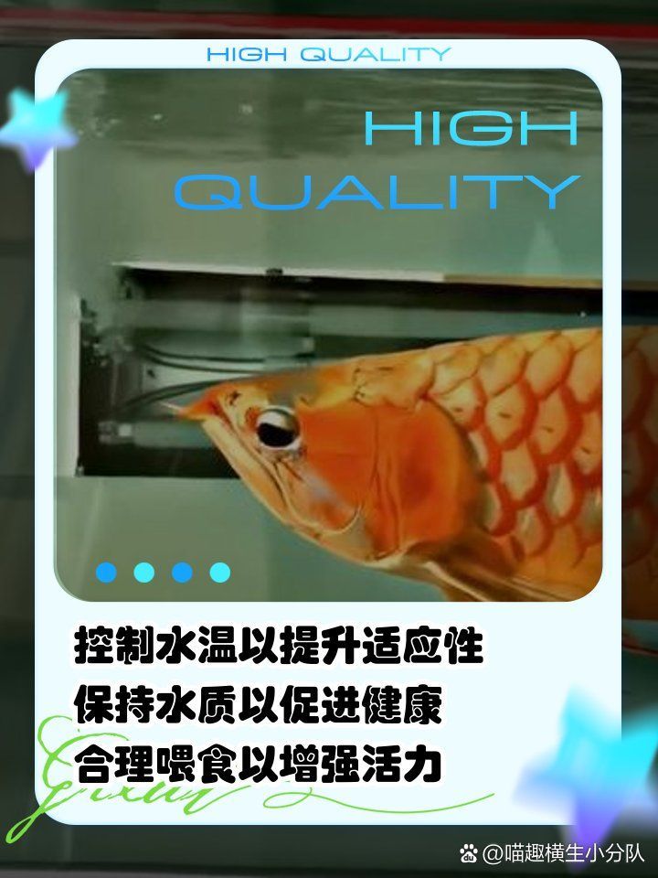 古典金龍魚有哪些養殖技巧？，古典金龍魚有哪些養殖技巧，古典金龍魚養殖指南汪順的寵物店