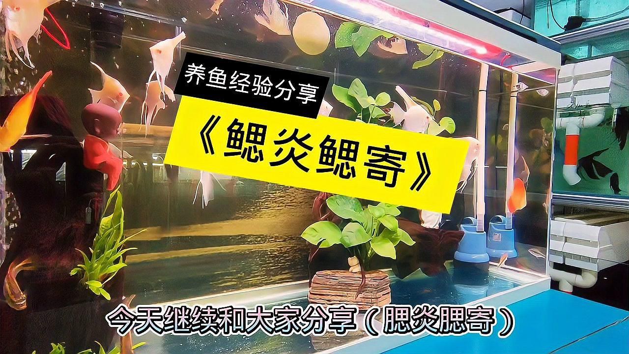 如何區分細菌性和寄生蟲性爛鰓，如何區分細菌性和寄生蟲性爛鰓病