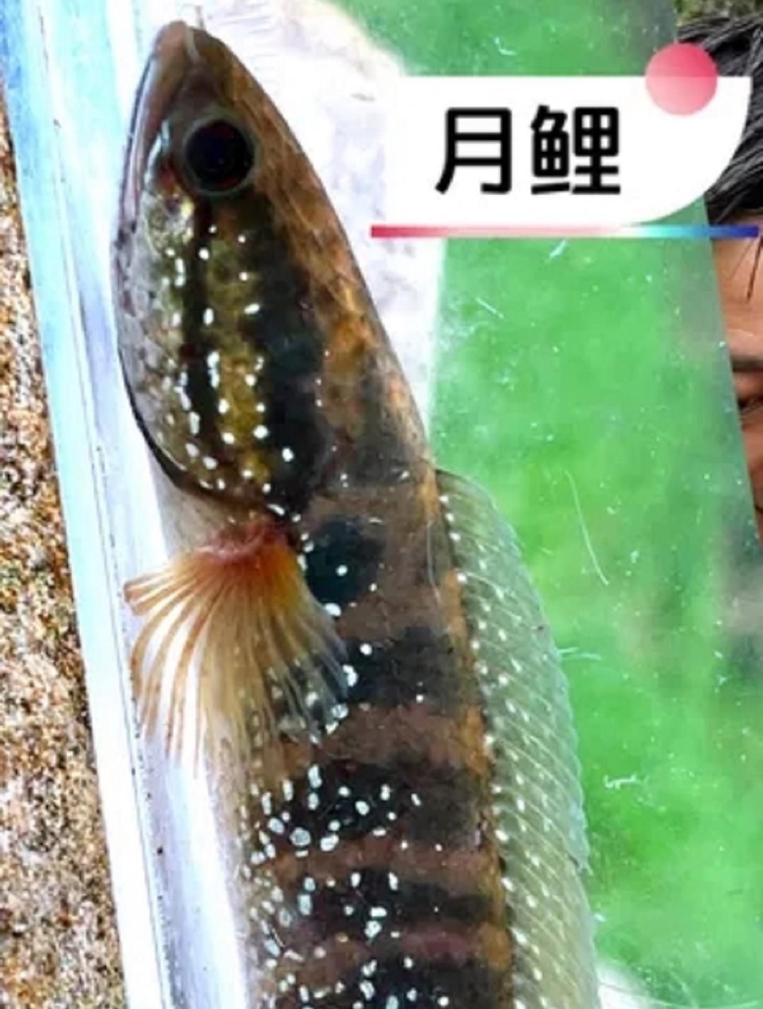 珍珠赤雷龍和月鱧有何區(qū)別，珍珠赤雷龍和月鱧有什么區(qū)別？