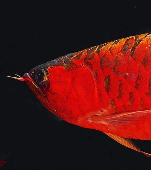 如何判斷龍魚的鰓蓋是否健康？，arxiv論文助手arxiv論文助手arxiv論文助手
