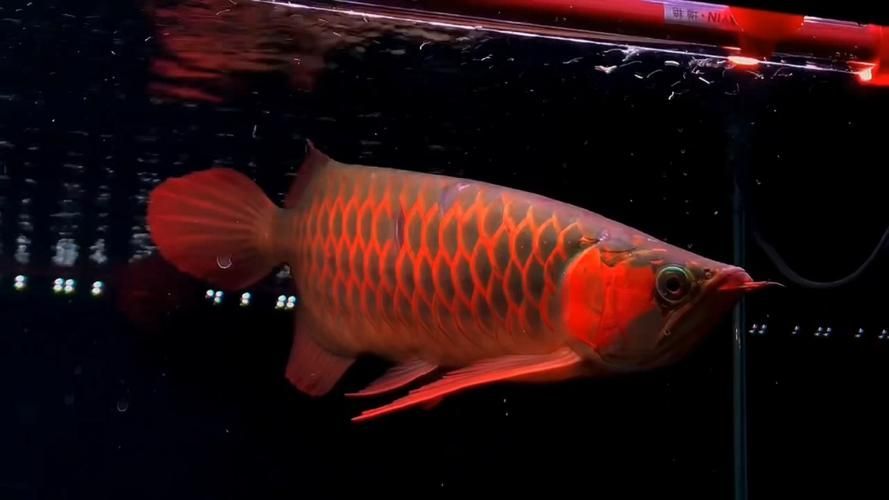 如何判斷龍魚的鰓蓋是否健康？，arxiv論文助手arxiv論文助手arxiv論文助手