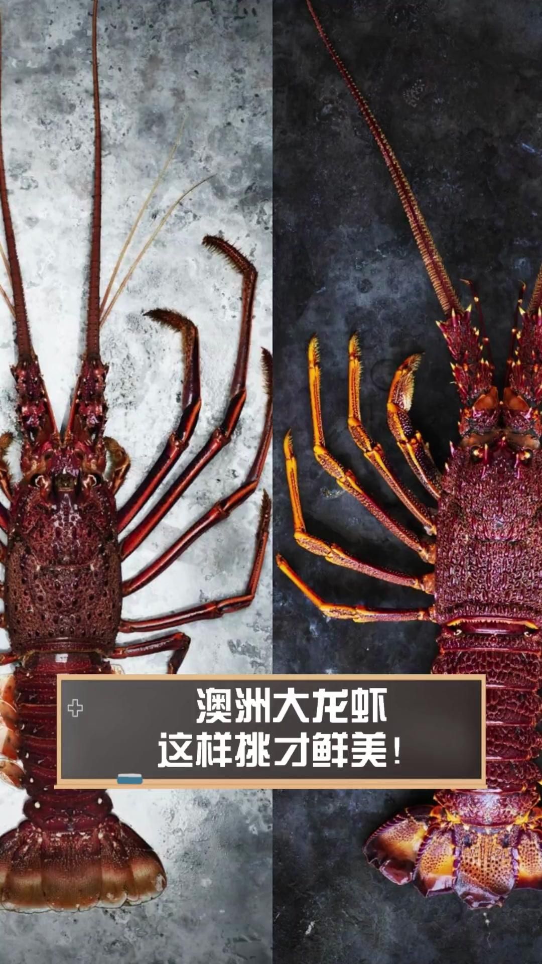 如何區分紅龍與澳龍，紅龍與澳龍海鮮控必看cilux對比速查表
