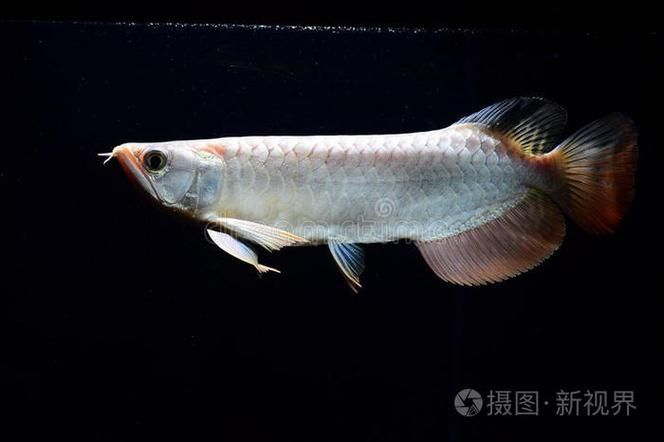 給我一張隆林龍魚的圖片