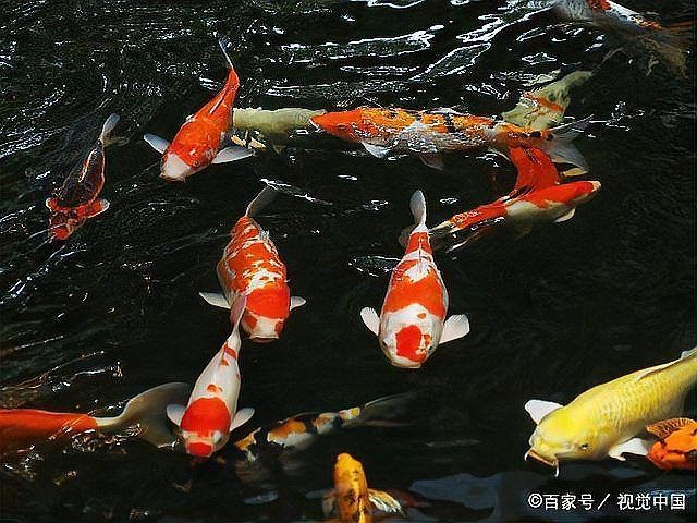 如何預防魚尾巴感染，如何預防“魚尾巴感染”