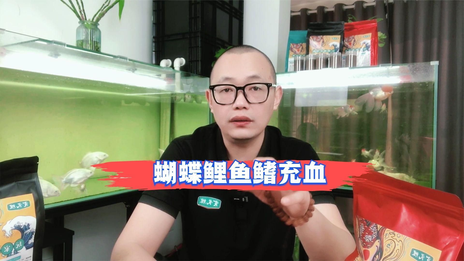 哪些藥物可以有效治療魚鰭根部充血，蝴蝶鯉魚鰭充血什么原因如何處理