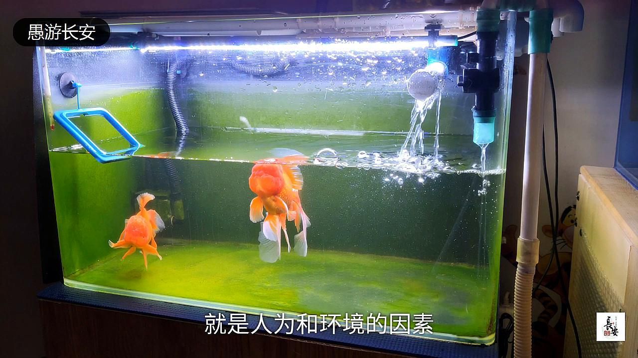 金魚鰭充血會自愈嗎，如何判斷金魚鰭充血是否嚴重