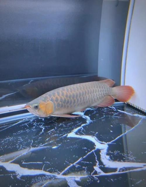 龍魚(yú)趴在缸底如何救它？，無(wú)增氧設(shè)備、魚(yú)缸密度過(guò)