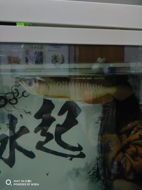 龍魚(yú)趴在缸底如何救它？，無(wú)增氧設(shè)備、魚(yú)缸密度過(guò)
