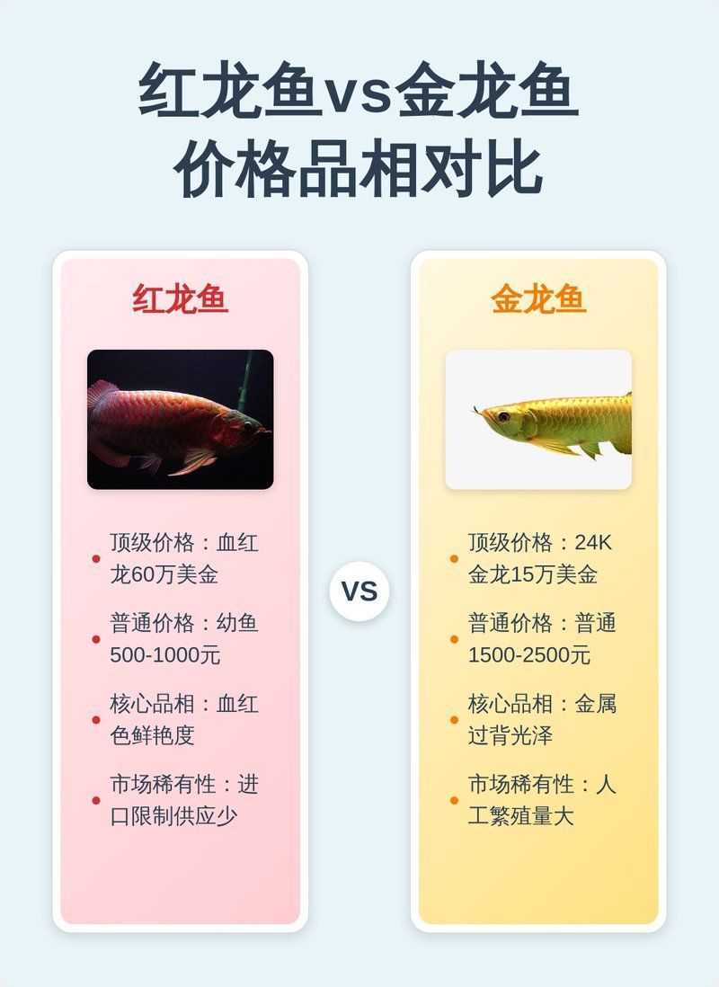 紅龍魚和金龍魚的價格差異有多大？，紅龍魚和金龍魚價格對比，紅龍魚和金龍魚哪個更稀有