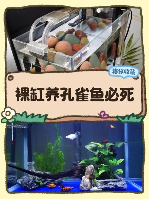 裸缸養(yǎng)魚(yú)有哪些注意事項(xiàng)