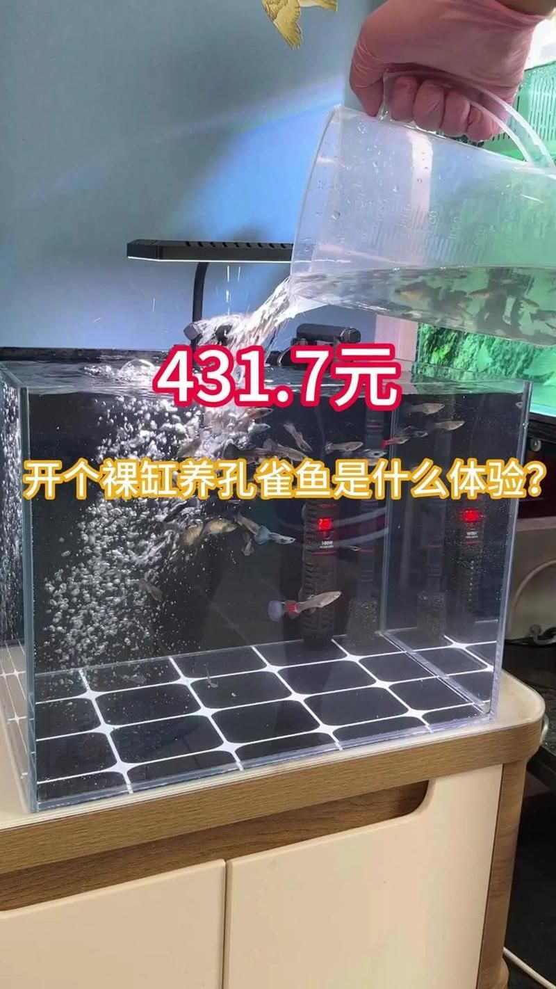 裸缸養(yǎng)魚(yú)有哪些注意事項(xiàng)