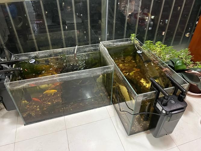 紅金龍魚飼養(yǎng)環(huán)境要求，紅金龍魚的飼養(yǎng)環(huán)境要求