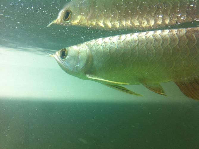 如何鑒別大化龍魚的真偽？，大化龍魚（scleropagesformosus）真偽鑒別