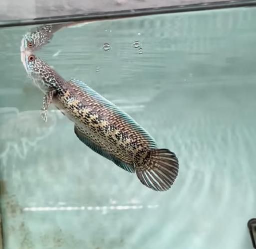 如何辨別雷龍魚的品質？，如何辨別雷龍魚