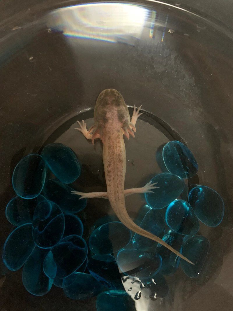 六角恐龍魚有哪些常見疾病？，六角恐龍魚常見疾病及其癥狀與應(yīng)對建議六角恐龍魚常見病癥對照表