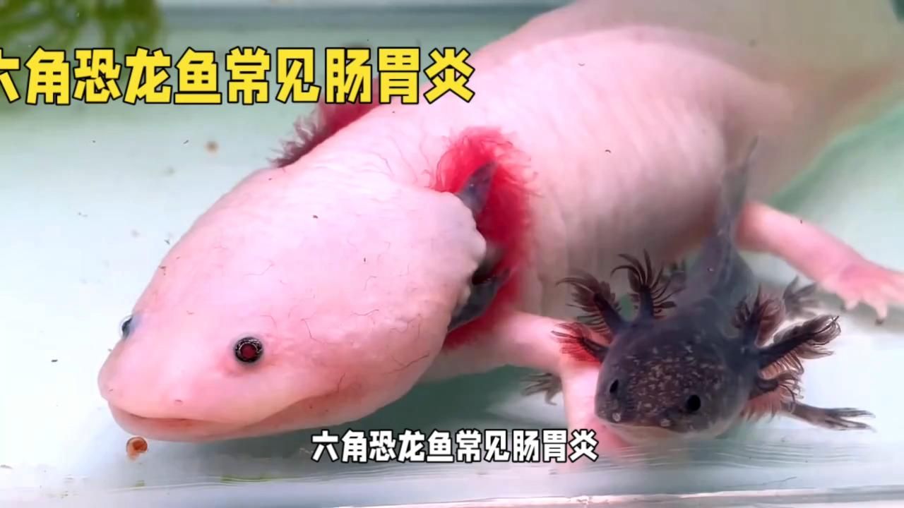 六角恐龍魚有哪些常見疾病？，六角恐龍魚常見疾病及其癥狀與應(yīng)對建議六角恐龍魚常見病癥對照表