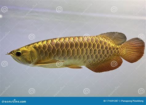 如何判斷金龍魚是否褪色？，怎樣判斷金龍魚是否褪色？