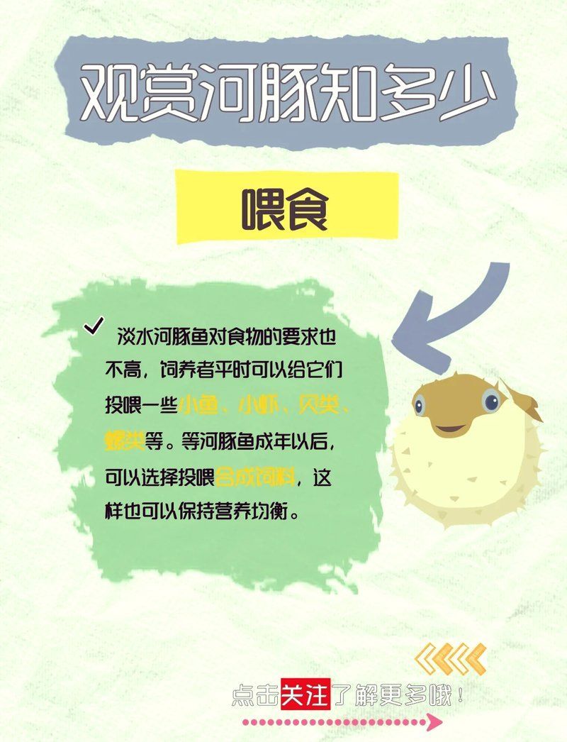 河豚和小龍魚哪個更有觀賞價值，河豚和小龍魚哪個更有觀賞價值河豚和小龍魚哪個更有觀賞價值