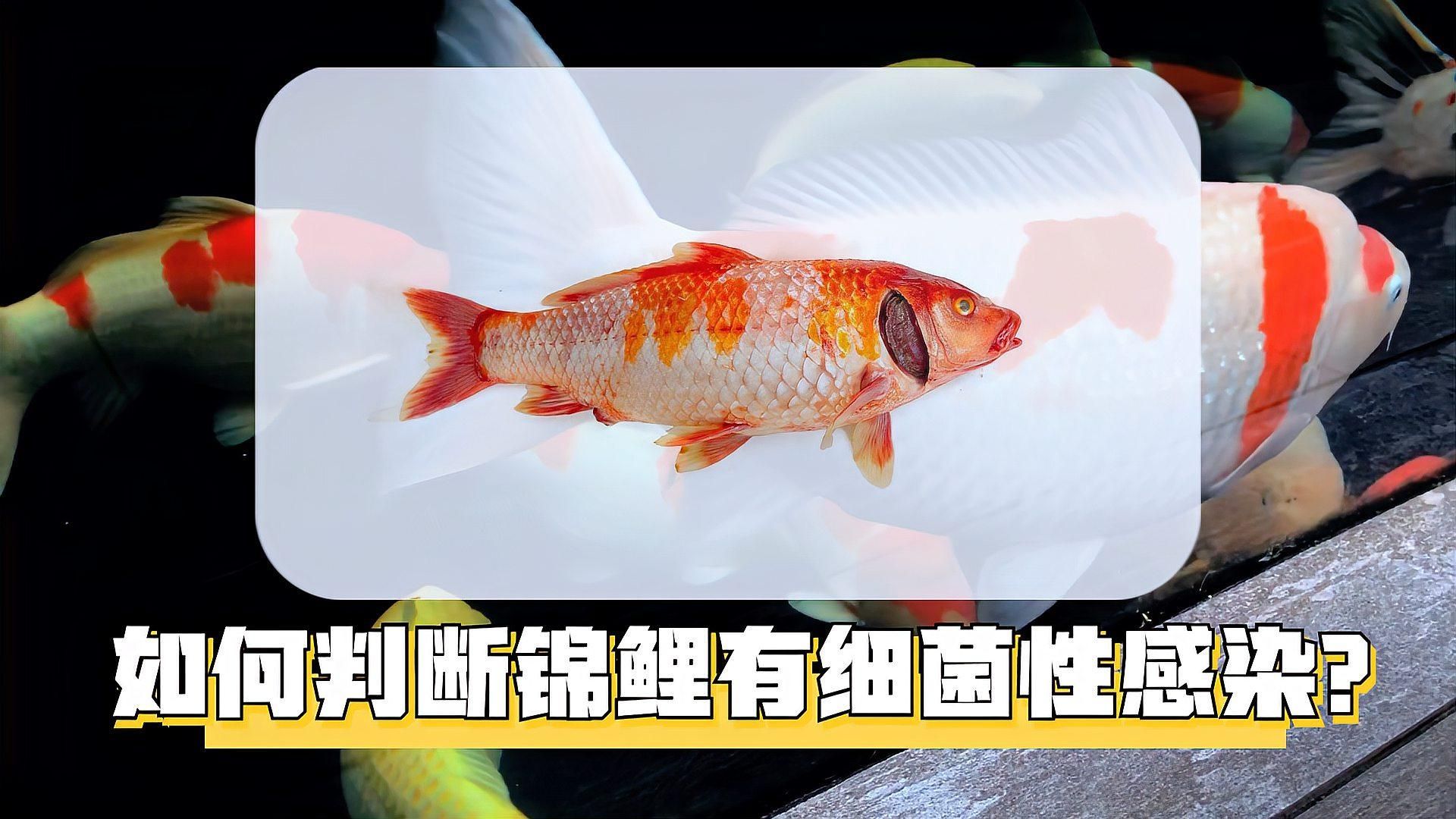 如何判斷魚缸水是否含有致病菌，判斷魚缸水是否含有致病菌，如何判斷魚缸水是否含有致病菌