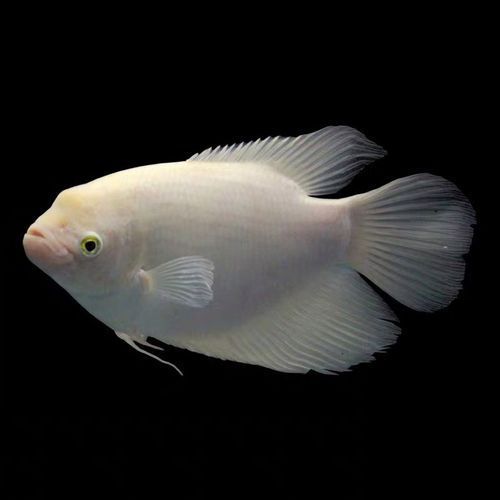 如何鑒別紅眼招財魚的品相，如何鑒別紅眼招財魚