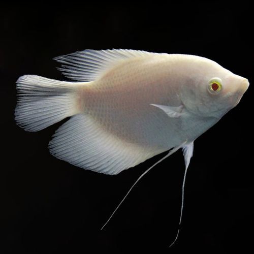 如何鑒別紅眼招財魚的品相，如何鑒別紅眼招財魚