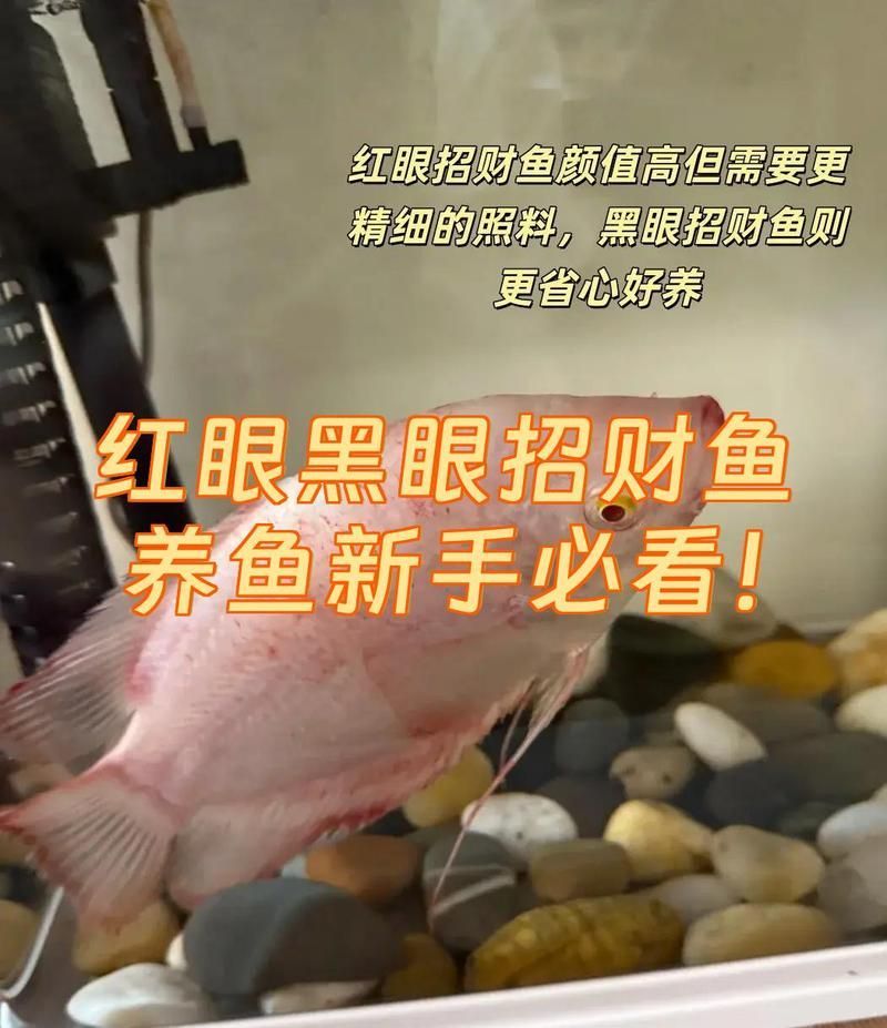 如何鑒別紅眼招財魚的品相，如何鑒別紅眼招財魚