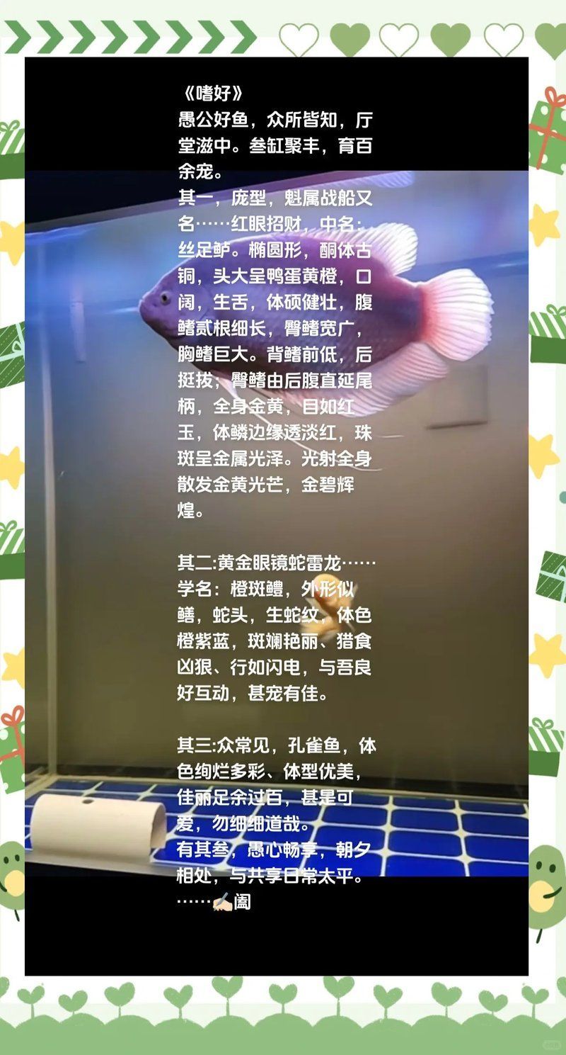 如何鑒別紅眼招財魚的品相，如何鑒別紅眼招財魚
