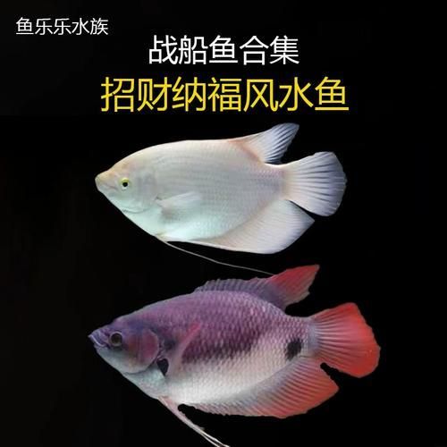 如何鑒別紅眼招財魚的品相，如何鑒別紅眼招財魚