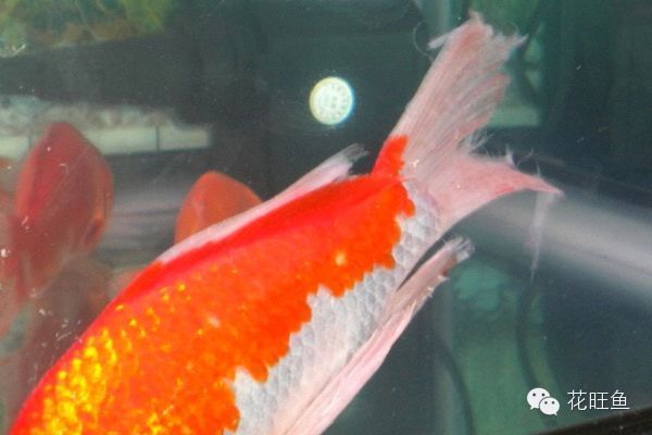 如何預防錦鯉爛鰭病復發，錦鯉爛鰭病復發預防