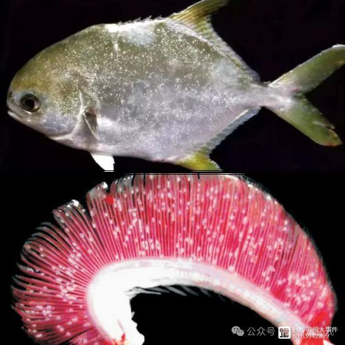 海水魚發白潰爛最簡單三個征兆，如何識別海水魚發白潰爛的三大征兆