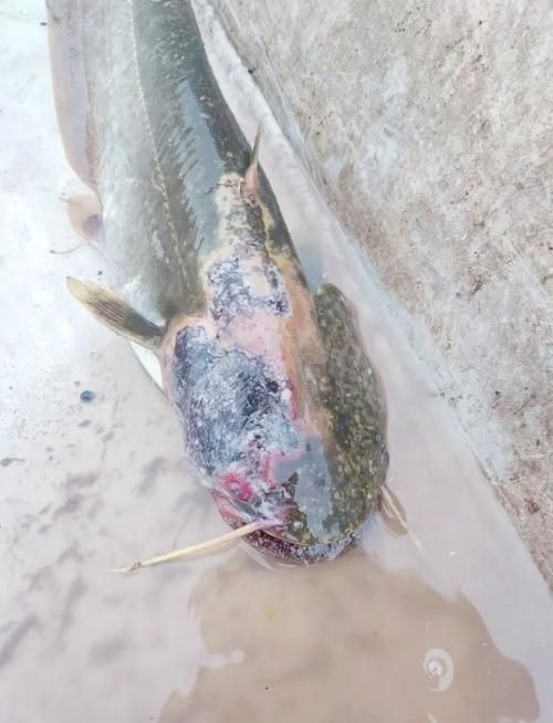 海水魚發白潰爛最簡單三個征兆，如何識別海水魚發白潰爛的三大征兆