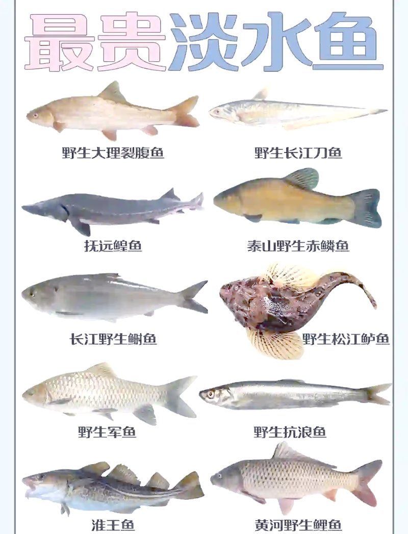 這份排名中有沒(méi)有中國(guó)特有的珍稀魚(yú)種，“十大最貴淡水魚(yú)”排名，中國(guó)特有的珍稀魚(yú)種