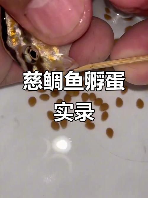 十大智商最高的魚，十大智商最高的魚類智商排名靠前的魚類