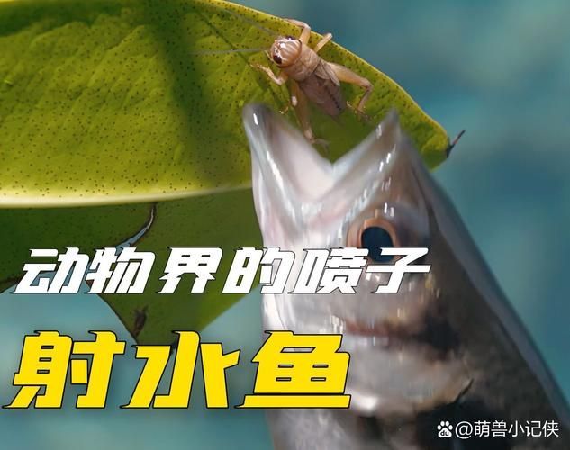十大智商最高的魚，十大智商最高的魚類智商排名靠前的魚類