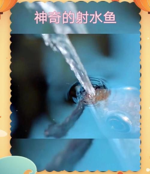 十大智商最高的魚，十大智商最高的魚類智商排名靠前的魚類
