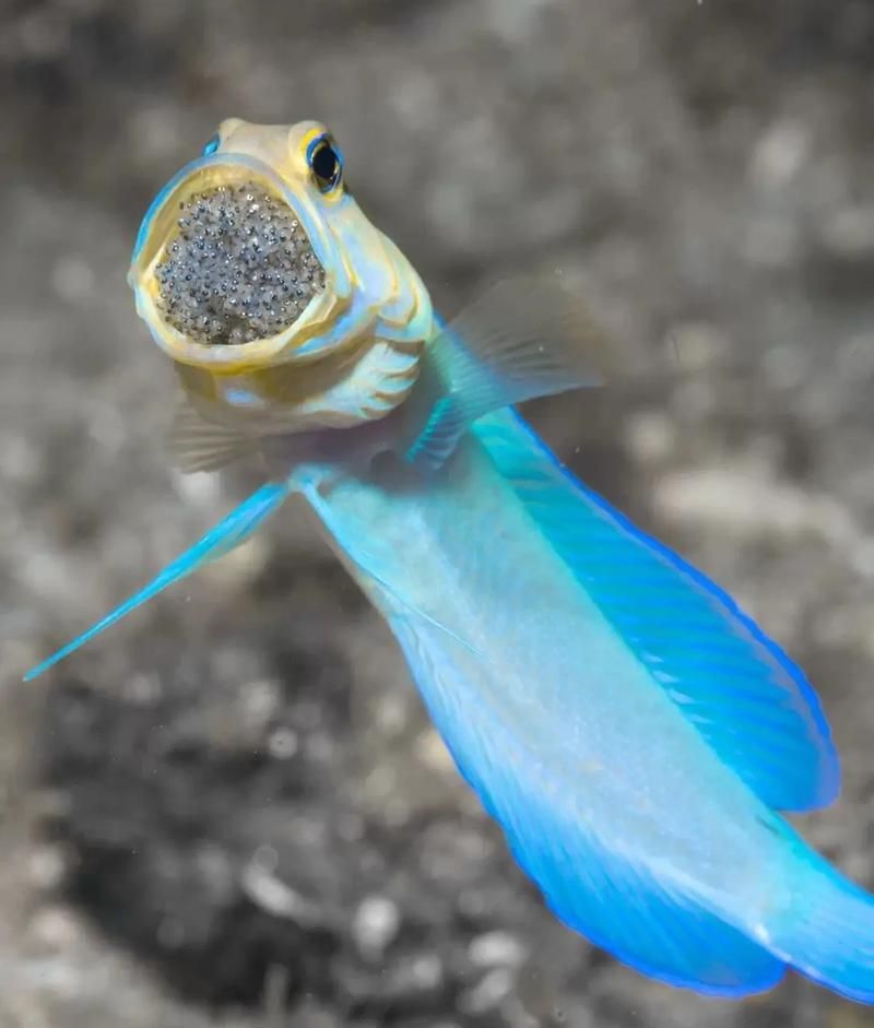 十大智商最高的魚，十大智商最高的魚類智商排名靠前的魚類